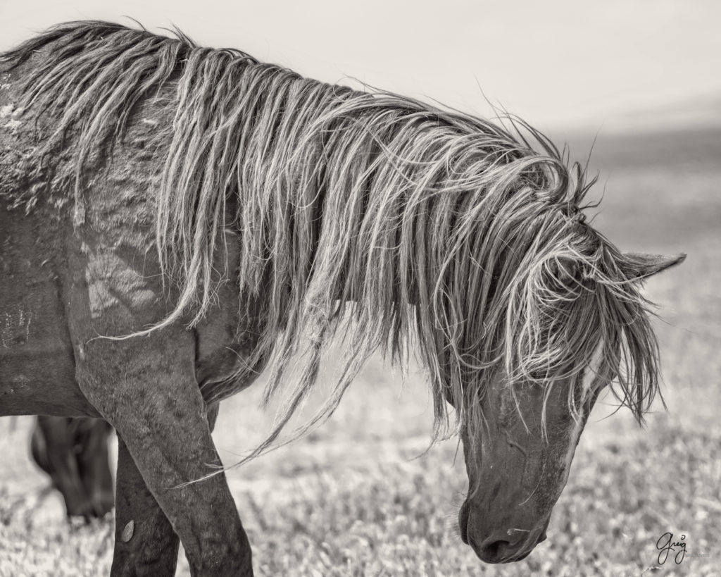 onaqui wild horse stallion mustang in Utah&#039;s west desert, sepia toned black and white photo, Onaqui wild horses,  Onaqui Wild horse photographs, photography of wild horses, equine photography