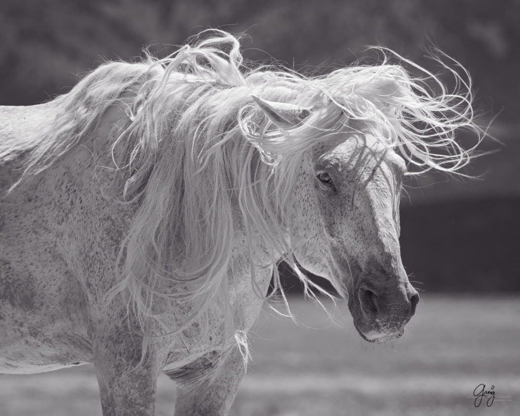 onaqui wild horse stallion mustang in Utah's west desert, sepia toned black and white photo, Onaqui wild horses,  Onaqui Wild horse photographs, photography of wild horses, equine photography