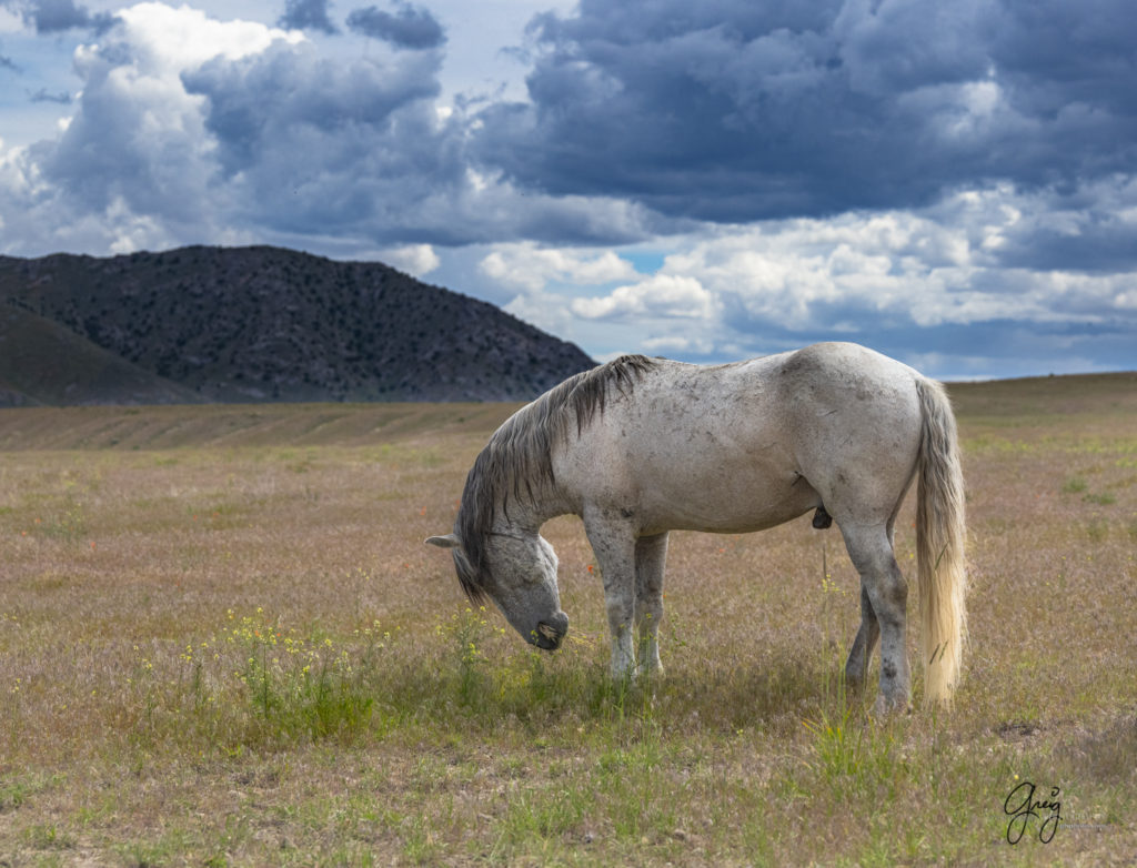 wild mustang, Onaqui Wild Horse herd, photography of wild horses wild horse photographs, equine photography