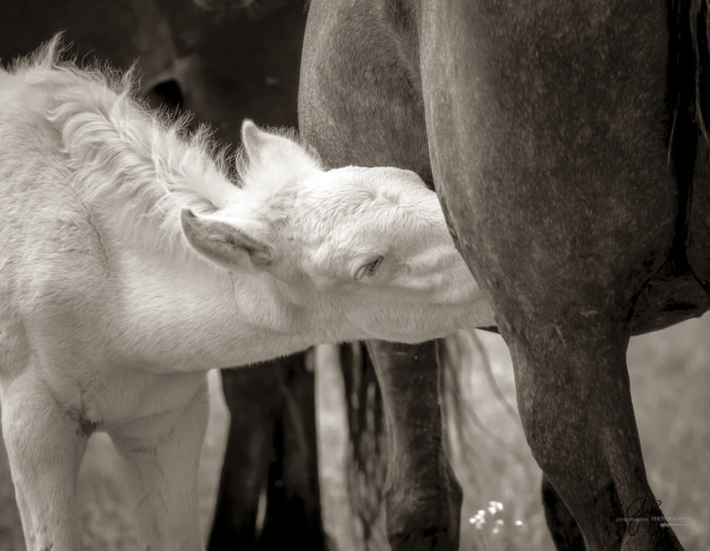 black and white photograph of wild horse nursing, Onaqui Wild Horse herd, photography of wild horses wild horse photographs, equine photography