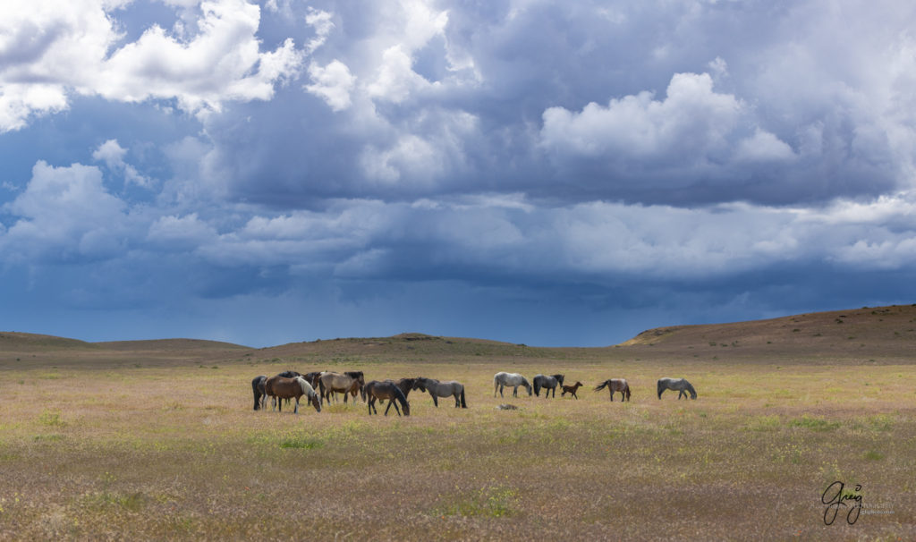 Onaqui Wild Horse herd, photography of wild horses wild horse photographs, equine photography