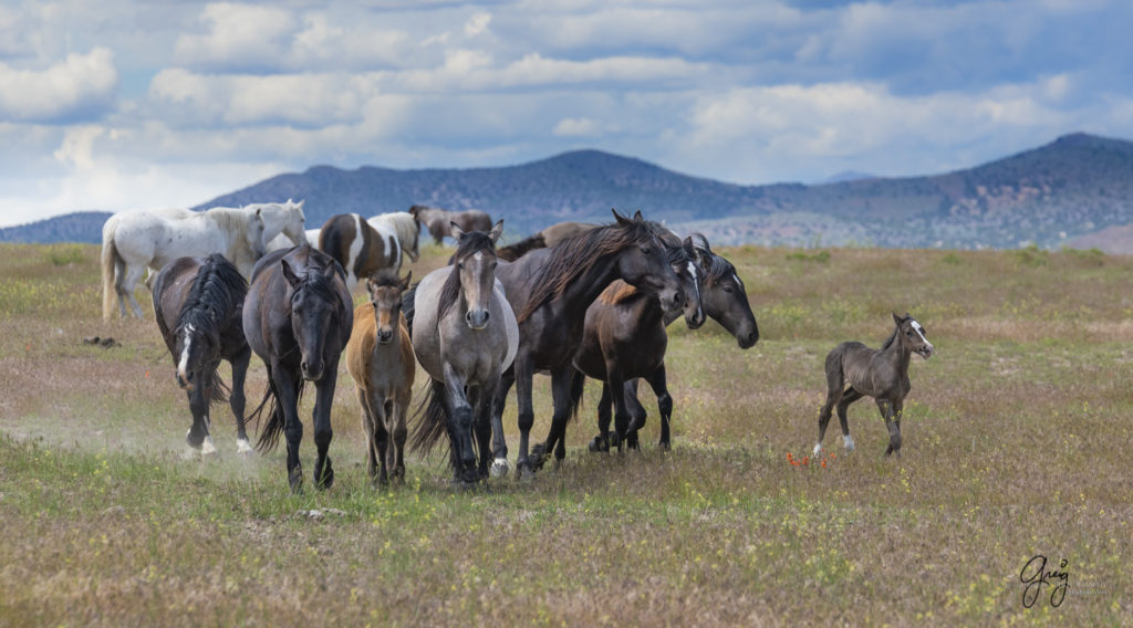 wild horses running, Onaqui Wild Horse herd, photography of wild horses wild horse photographs, equine photography