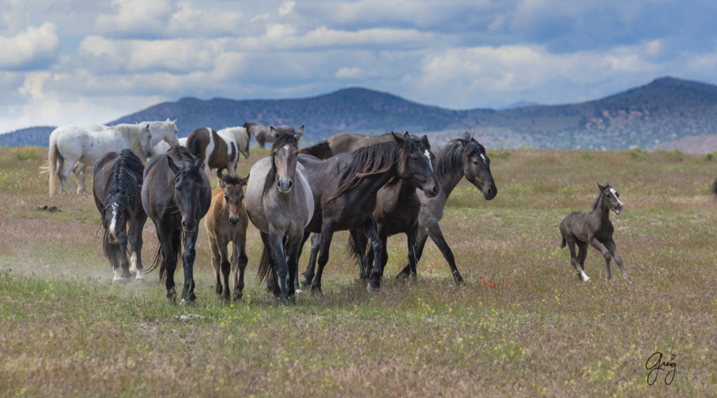 Onaqui Wild Horse herd, photography of wild horses wild horse photographs, equine photography