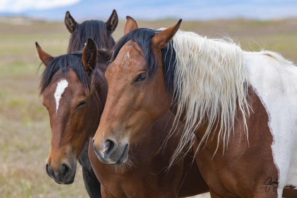 Onaqui Wild Horse herd, photography of wild horses wild horse photographs, equine photography