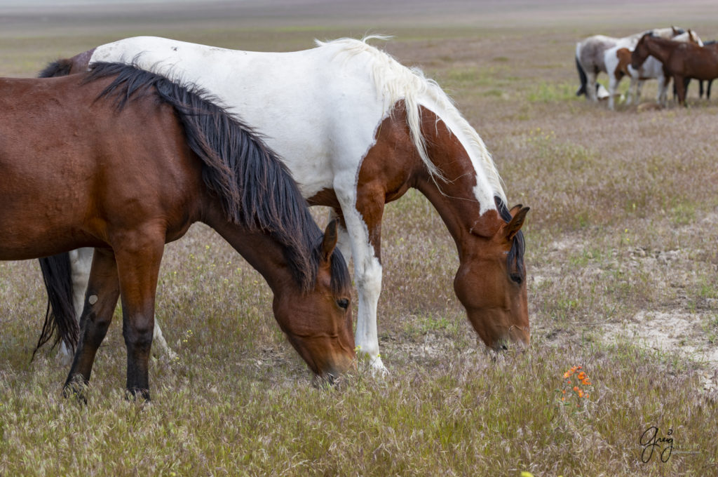 desert globemallow, Onaqui Wild Horse herd, photography of wild horses wild horse photographs, equine photography