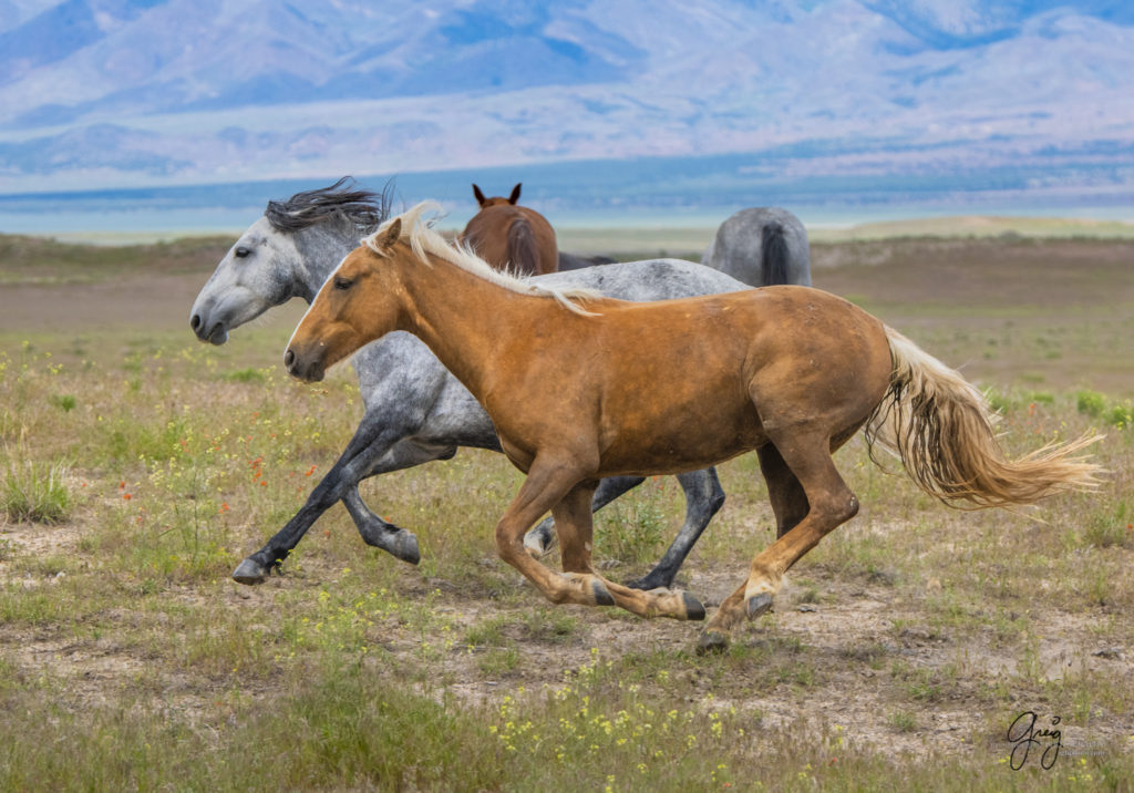 two wild horses running, Onaqui Wild Horse herd, photography of wild horses wild horse photographs, equine photography