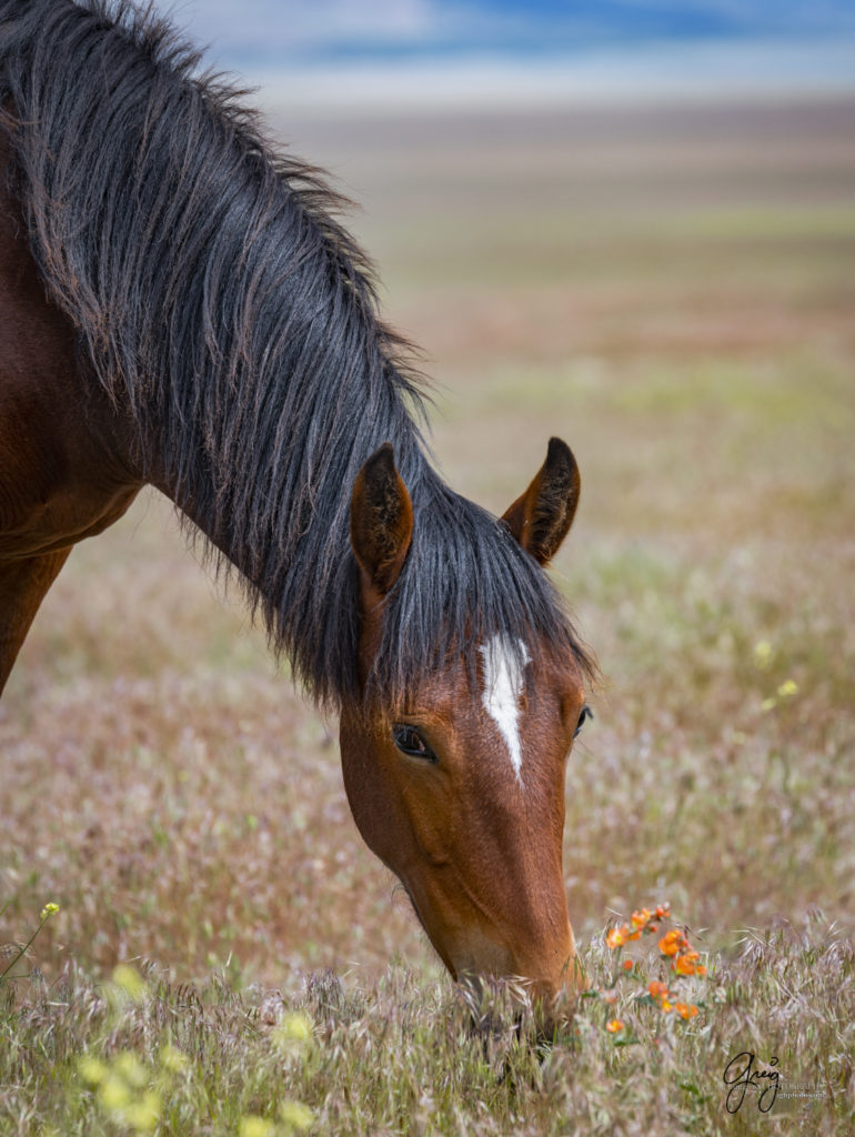 orange Desert globemallow plant, Onaqui Wild Horse herd, photography of wild horses wild horse photographs, equine photography