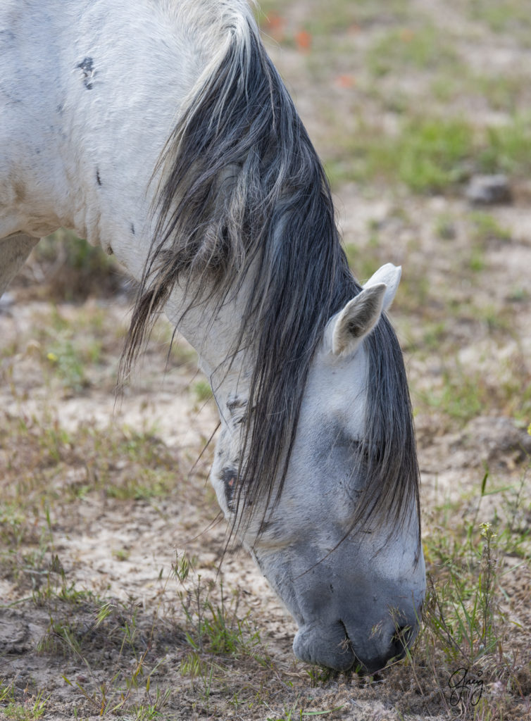 Onaqui Wild Horse herd, photography of wild horses wild horse photographs, equine photography