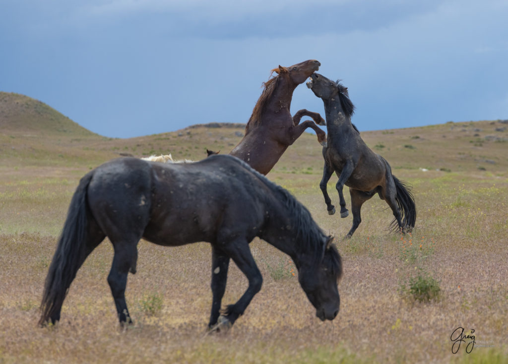 Onaqui Wild Horse herd, photography of wild horses wild horse photographs, equine photography