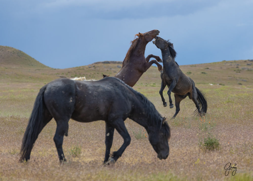 Onaqui Wild Horse herd, photography of wild horses wild horse photographs, equine photography