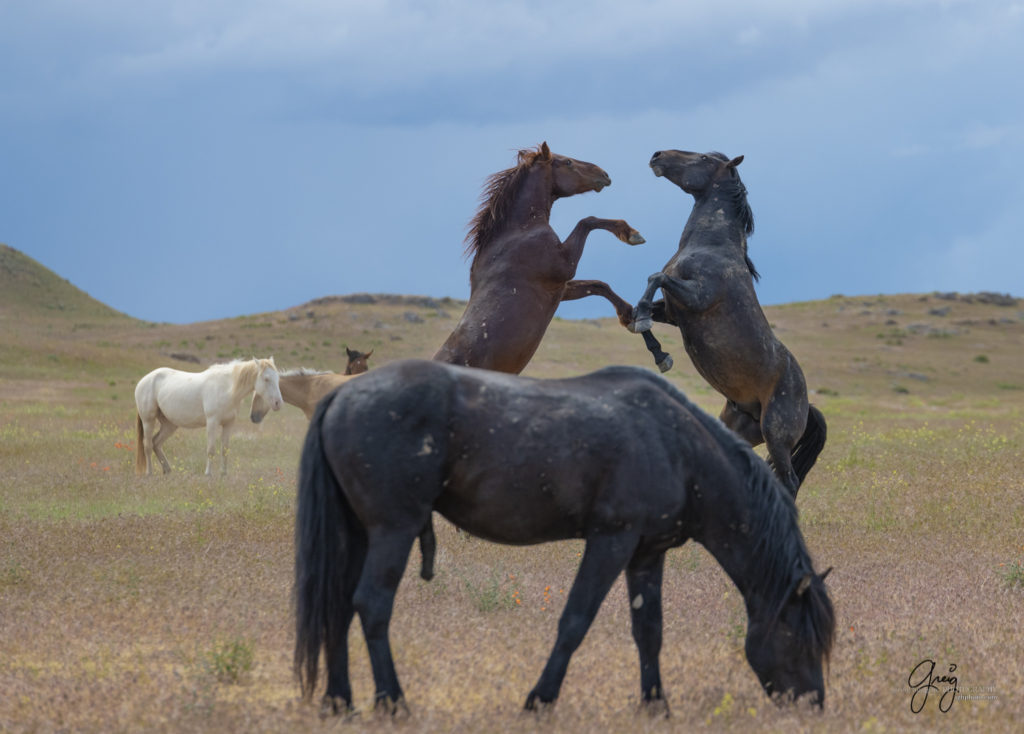Onaqui Wild Horse herd, photography of wild horses wild horse photographs, equine photography