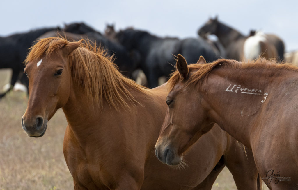 two beautiful red mares, Onaqui Wild Horse herd, photography of wild horses wild horse photographs, equine photography