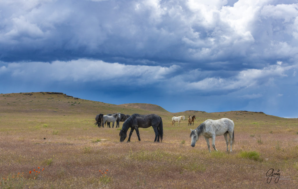 Onaqui Wild Horse herd, photography of wild horses wild horse photographs, equine photography