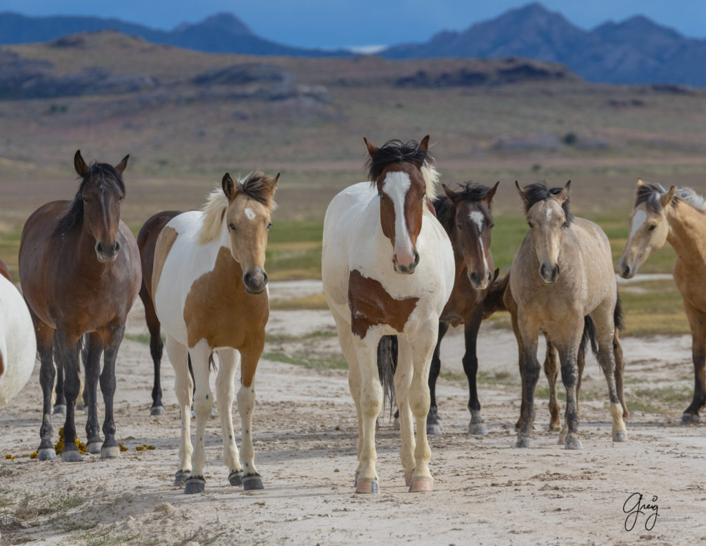 Onaqui Wild Horse herd, photography of wild horses wild horse photographs, equine photography