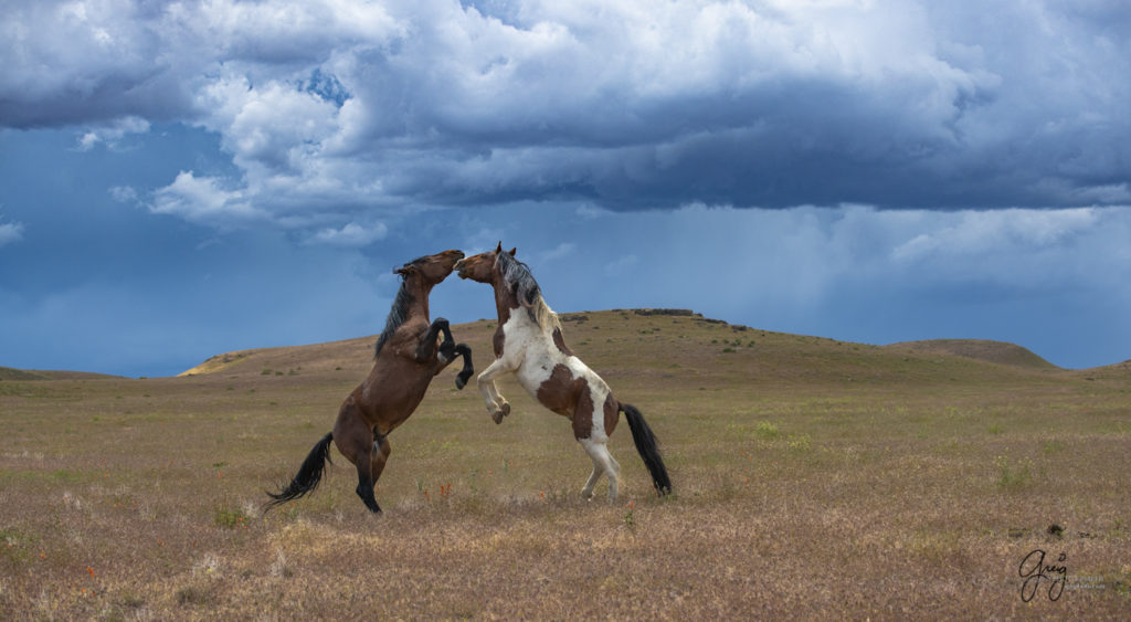 Onaqui Wild Horse herd, photography of wild horses wild horse photographs, equine photography