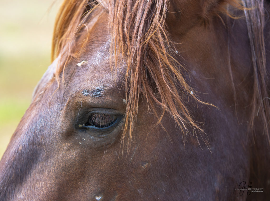 eye of wild horse, Onaqui Wild Horse herd, photography of wild horses wild horse photographs, equine photography