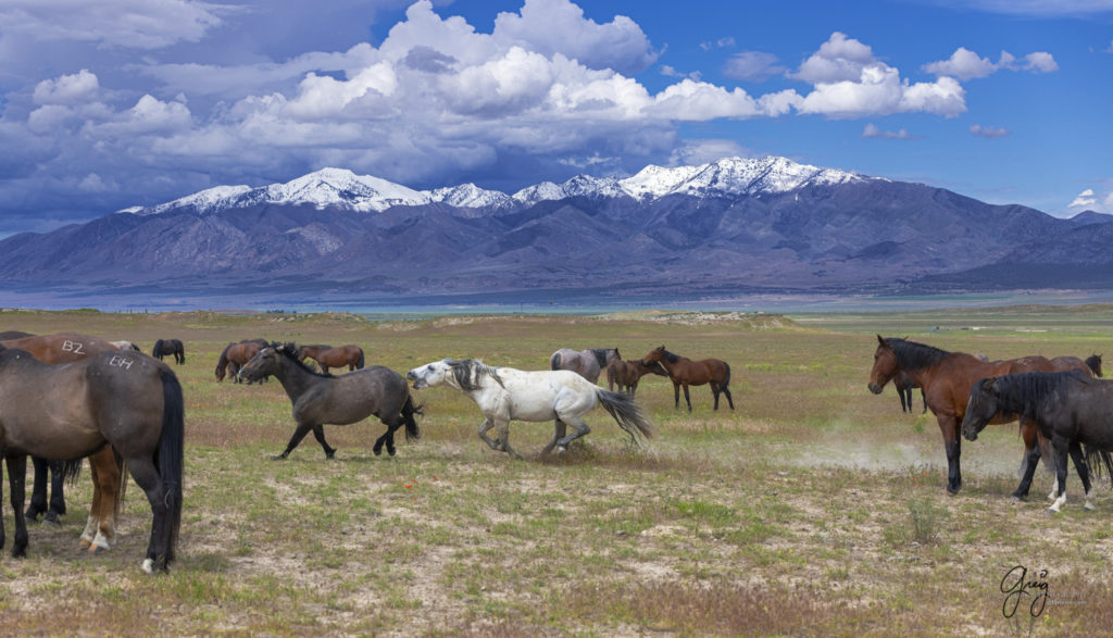 Onaqui Wild Horse herd, photography of wild horses wild horse photographs, equine photography