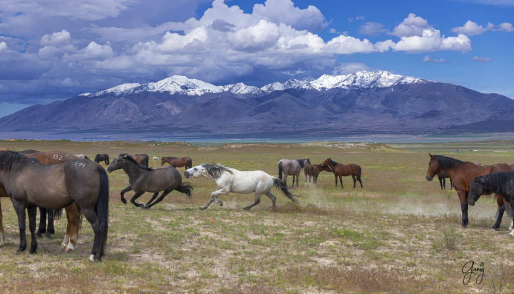 Onaqui Wild Horse herd, photography of wild horses wild horse photographs, equine photography