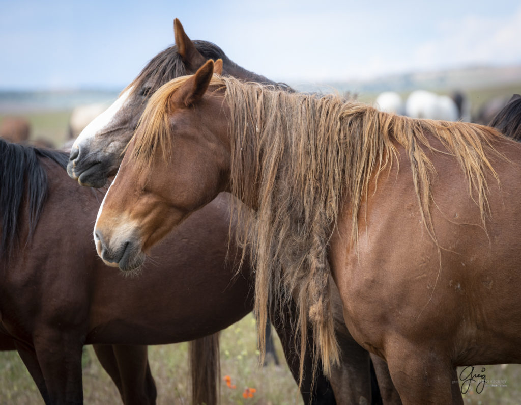 red mare with braided mane, Onaqui Wild Horse herd, photography of wild horses wild horse photographs, equine photography