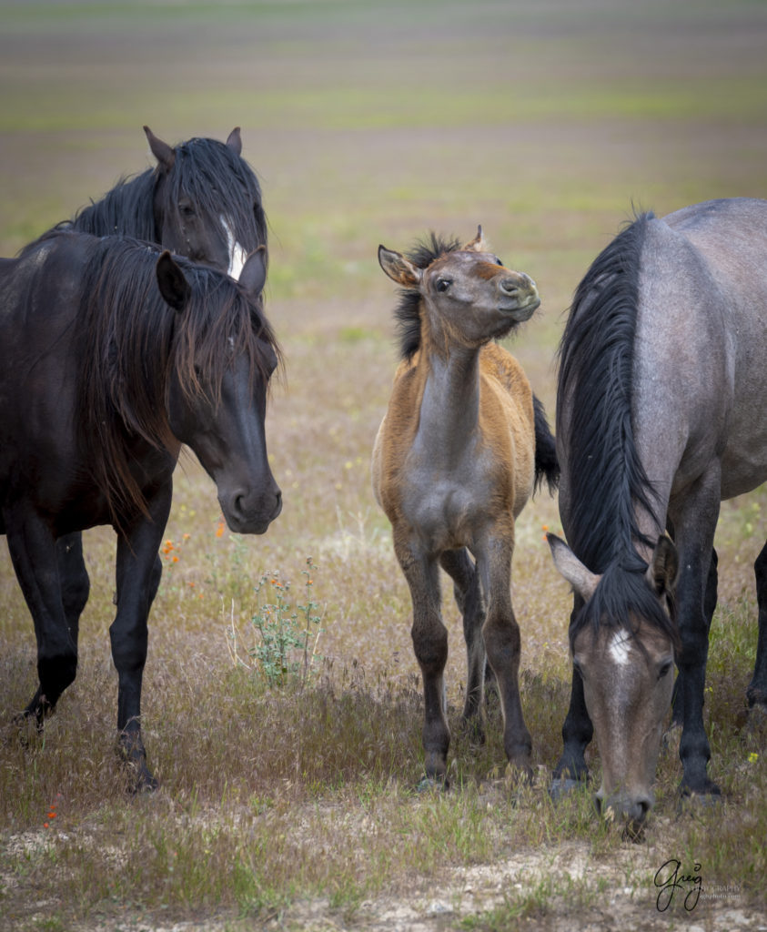 wild horse colt, Onaqui Wild Horse herd, photography of wild horses wild horse photographs, equine photography