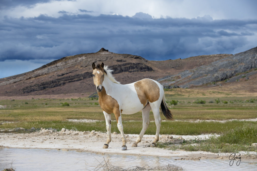 wild horse colt with two blue eyes, Onaqui Wild Horse herd, photography of wild horses wild horse photographs, equine photography