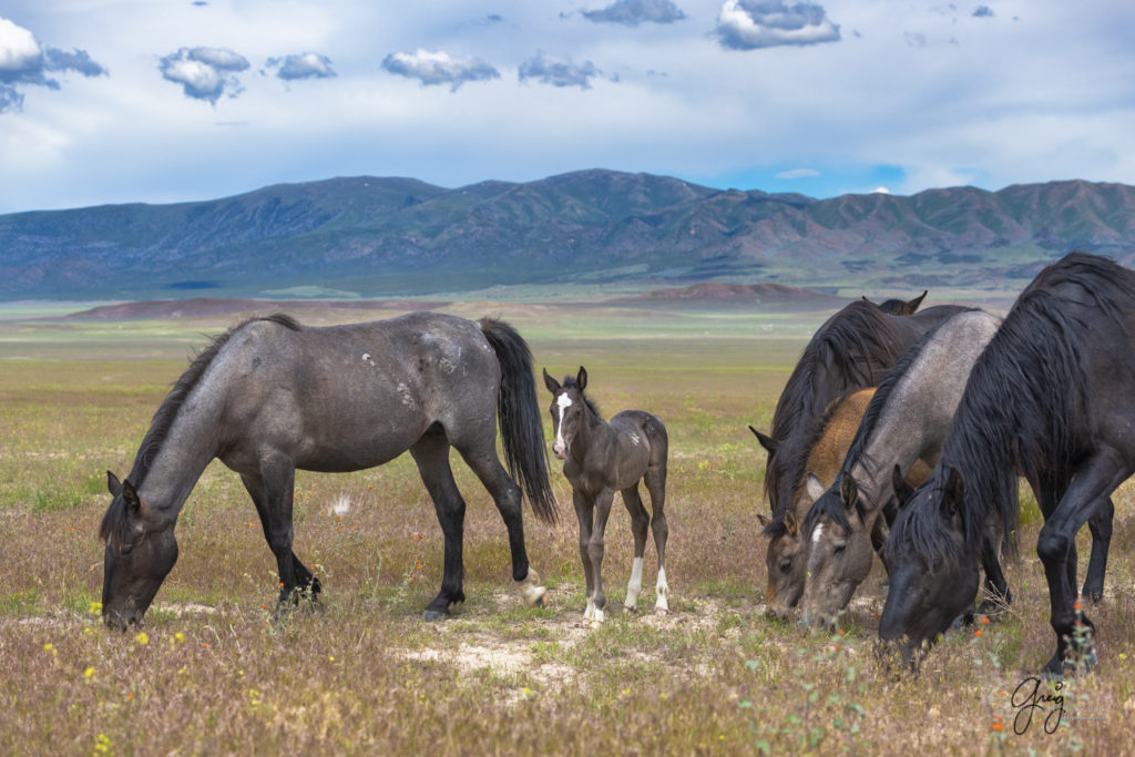 newborn grey foal, Onaqui Wild Horse herd, photography of wild horses wild horse photographs, equine photography