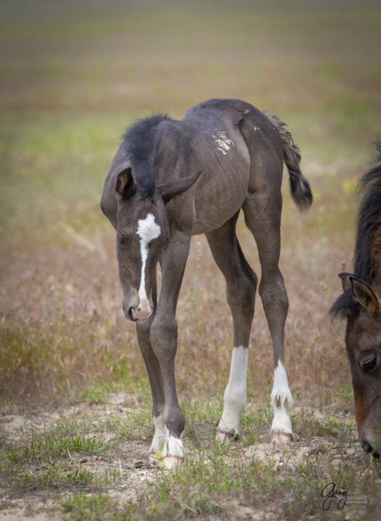 newborn foal, Onaqui Wild Horse herd, photography of wild horses wild horse photographs, equine photography