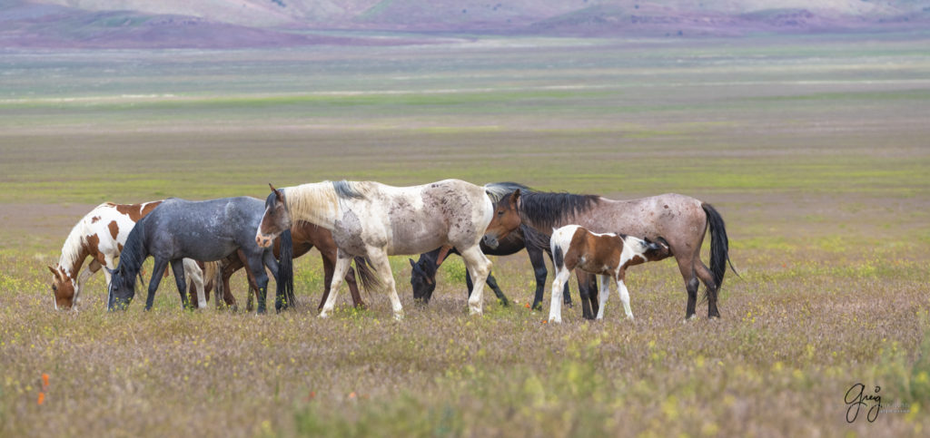 fight sequence between two wild horse mustangs, Onaqui Wild Horse herd, photography of wild horses wild horse photographs, equine photography