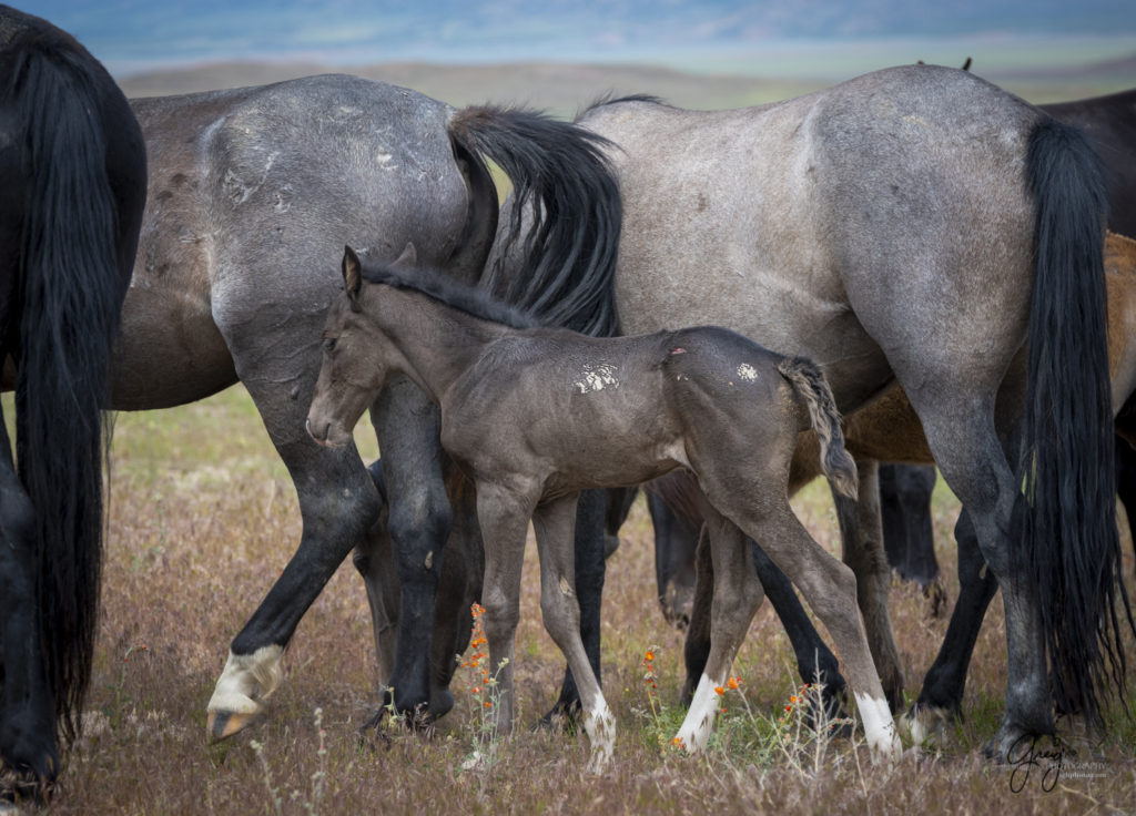 newborn wild horse foal, fight sequence between two wild horse mustangs, Onaqui Wild Horse herd, photography of wild horses wild horse photographs, equine photography