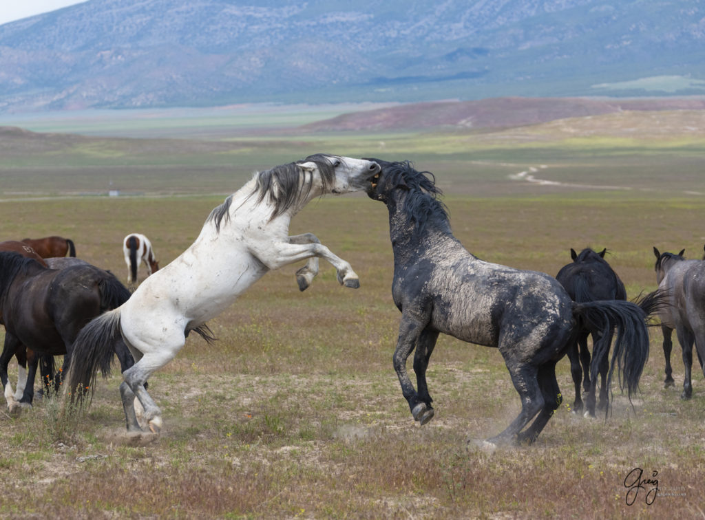 fight sequence between two wild horse mustangs, Onaqui Wild Horse herd, photography of wild horses wild horse photographs, equine photography