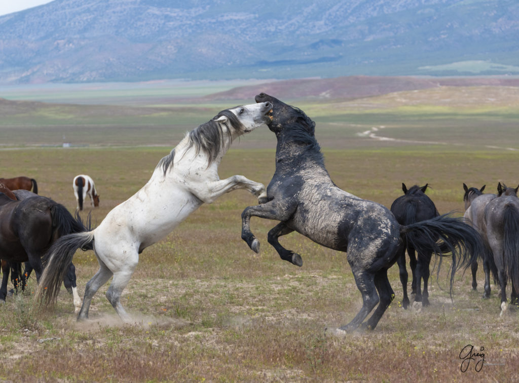 fight sequence between two wild horse mustangs, Onaqui Wild Horse herd, photography of wild horses wild horse photographs, equine photography