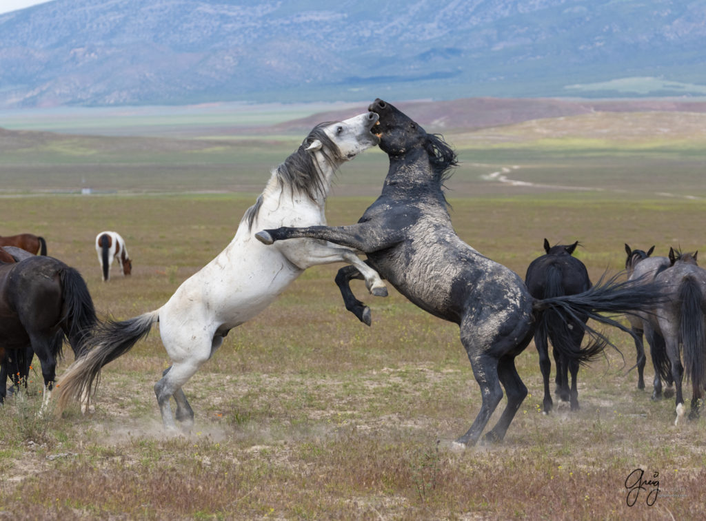 fight sequence between two wild horse mustangs, Onaqui Wild Horse herd, photography of wild horses wild horse photographs, equine photography