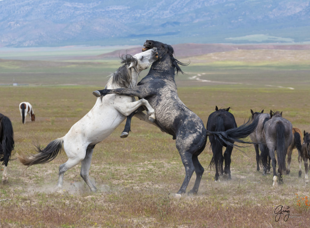 fight sequence between two wild horse mustangs, Onaqui Wild Horse herd, photography of wild horses wild horse photographs, equine photography