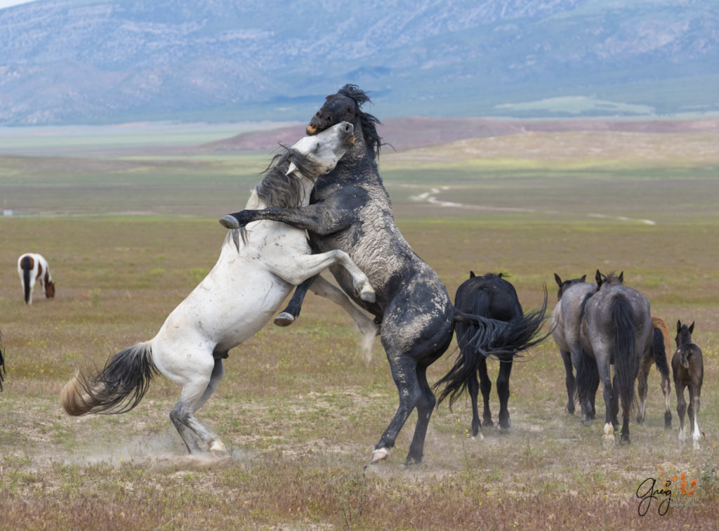fight sequence between two wild horse mustangs, Onaqui Wild Horse herd, photography of wild horses wild horse photographs, equine photography