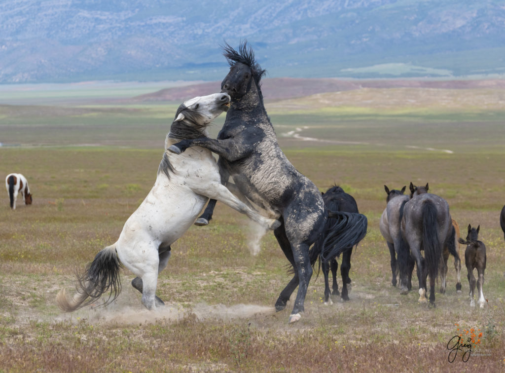 fight sequence between two wild horse mustangs, Onaqui Wild Horse herd, photography of wild horses wild horse photographs, equine photography