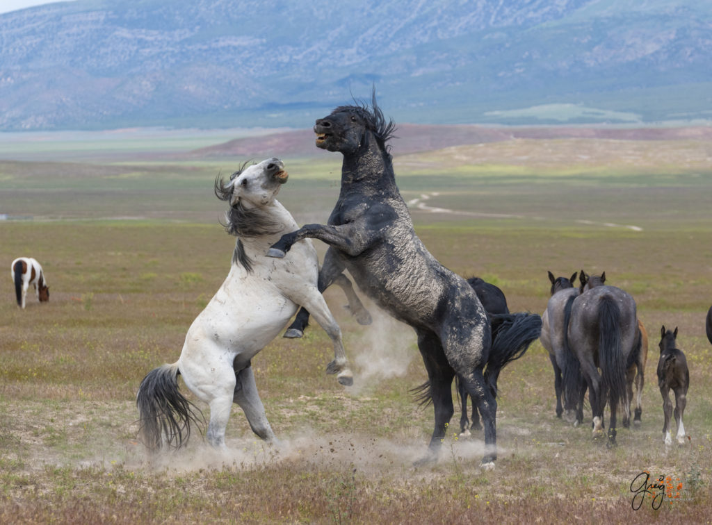 fight sequence between two wild horse mustangs, Onaqui Wild Horse herd, photography of wild horses wild horse photographs, equine photography