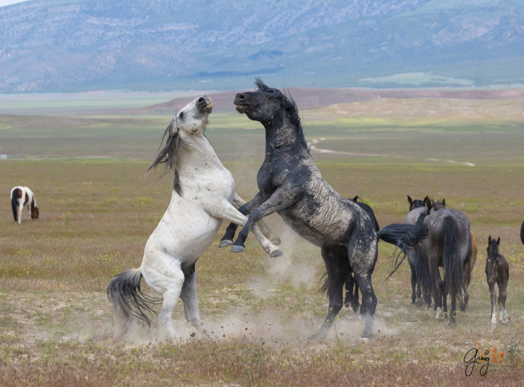 fight sequence between two wild horse mustangs, Onaqui Wild Horse herd, photography of wild horses wild horse photographs, equine photography