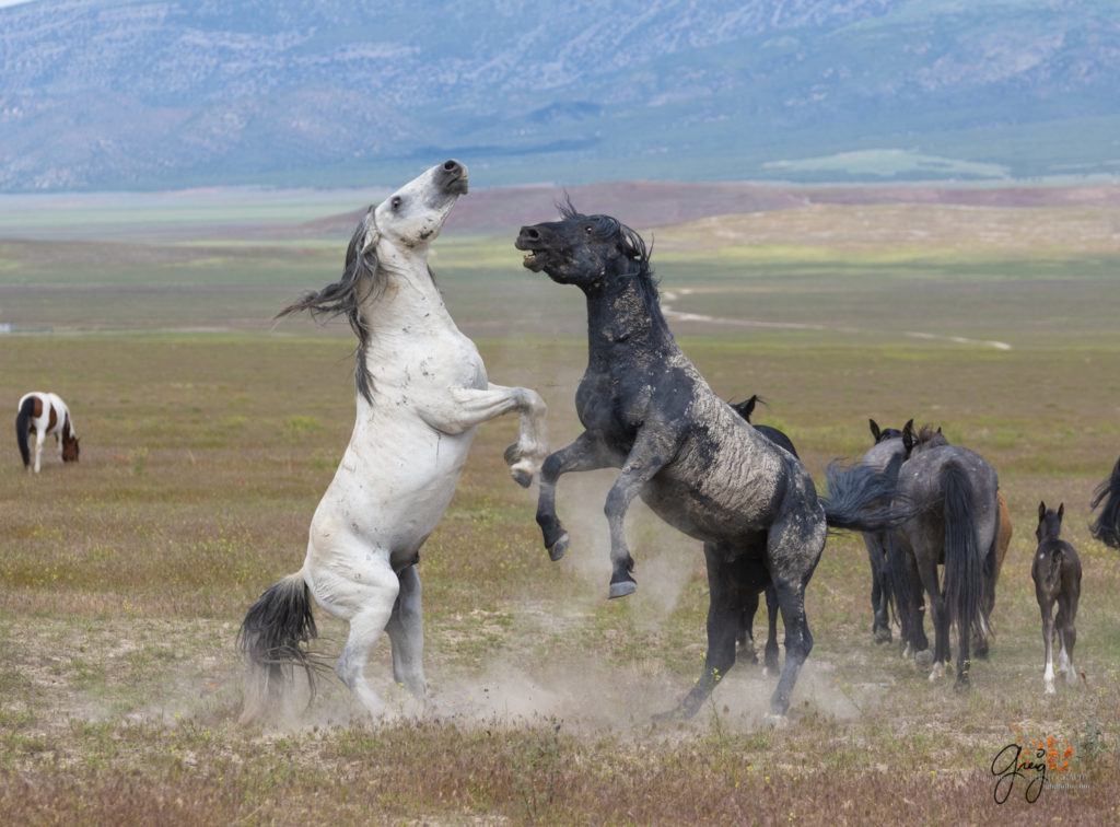 fight sequence between two wild horse mustangs, Onaqui Wild Horse herd, photography of wild horses wild horse photographs, equine photography