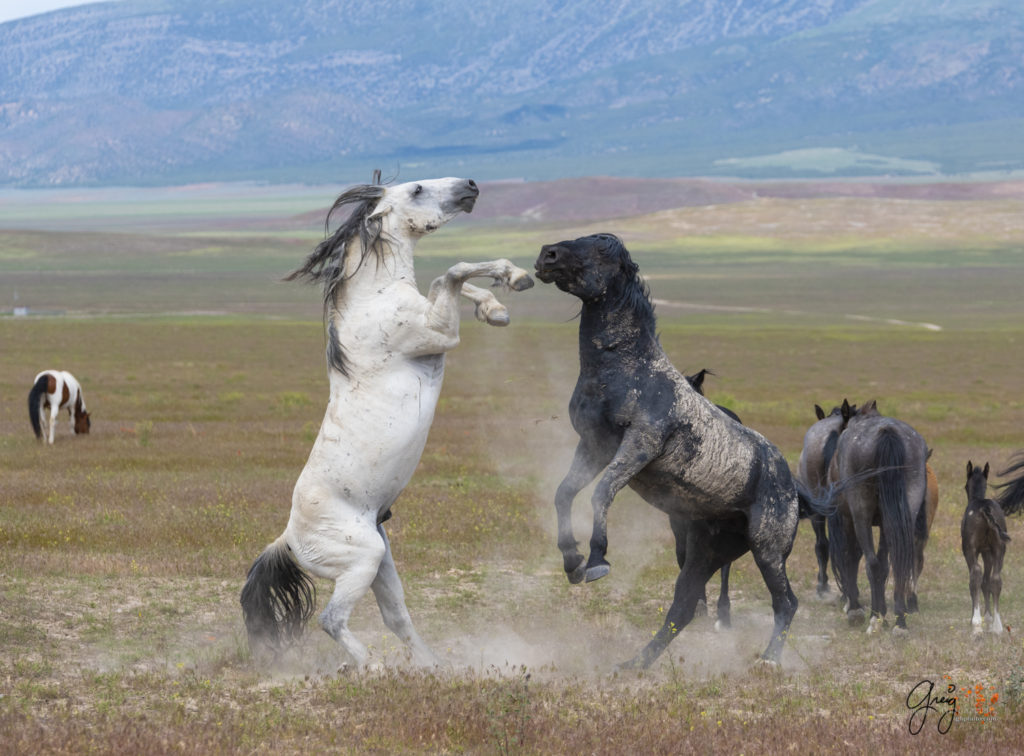 fight sequence between two wild horse mustangs, Onaqui Wild Horse herd, photography of wild horses wild horse photographs, equine photography