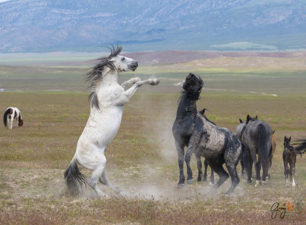 fight sequence between two wild horse mustangs, Onaqui Wild Horse herd, photography of wild horses wild horse photographs, equine photography