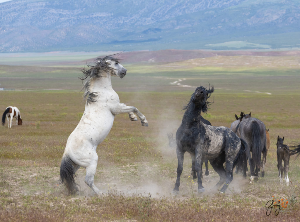 fight sequence between two wild horse mustangs, Onaqui Wild Horse herd, photography of wild horses wild horse photographs, equine photography