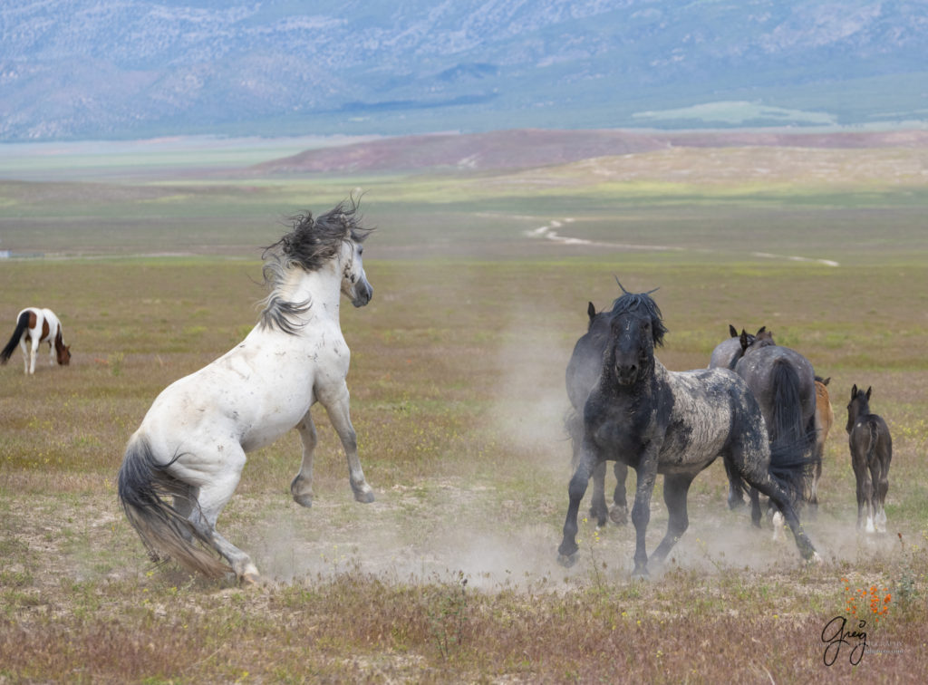 fight sequence between two wild horse mustangs, Onaqui Wild Horse herd, photography of wild horses wild horse photographs, equine photography