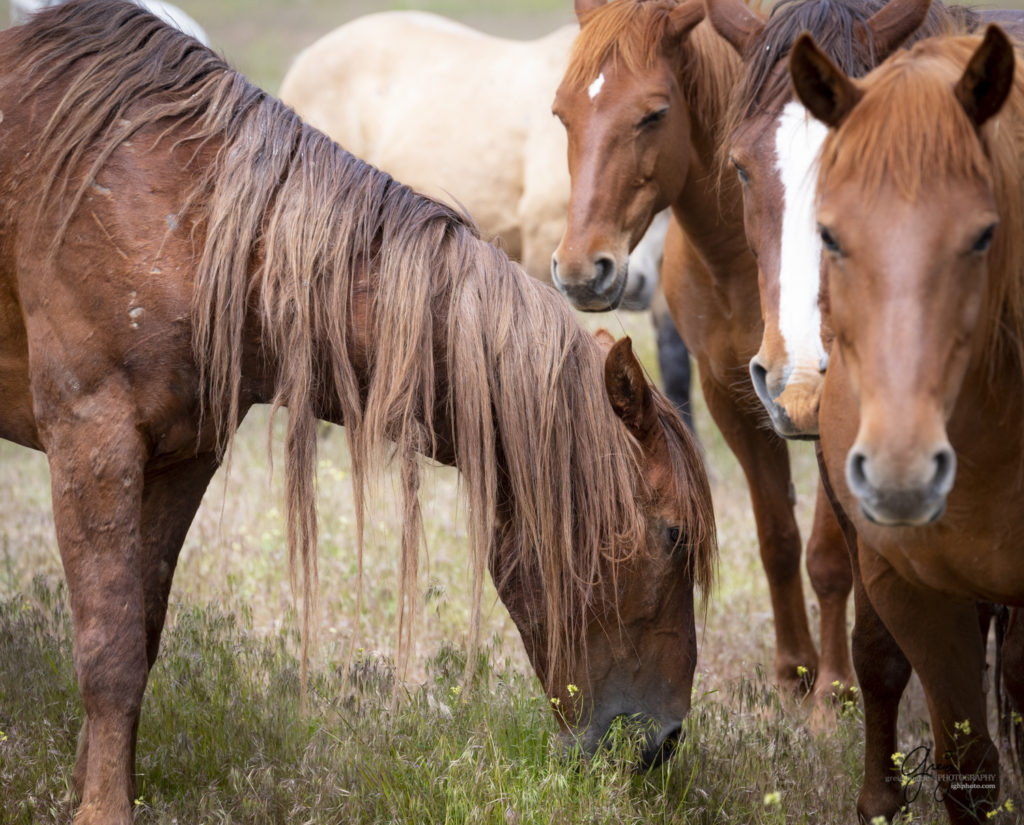 Onaqui Wild Horse herd, photography of wild horses wild horse photographs, equine photography