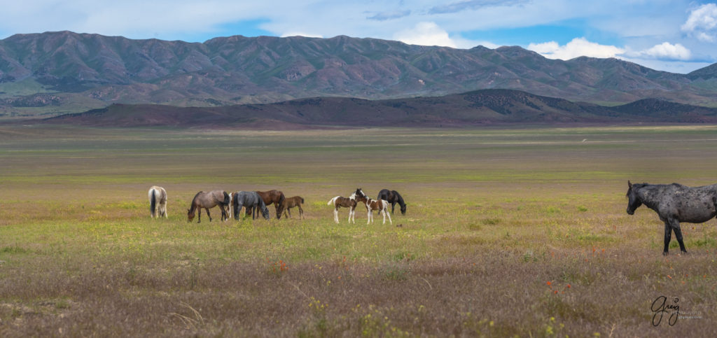 Onaqui Wild Horse herd, photography of wild horses wild horse photographs, equine photography