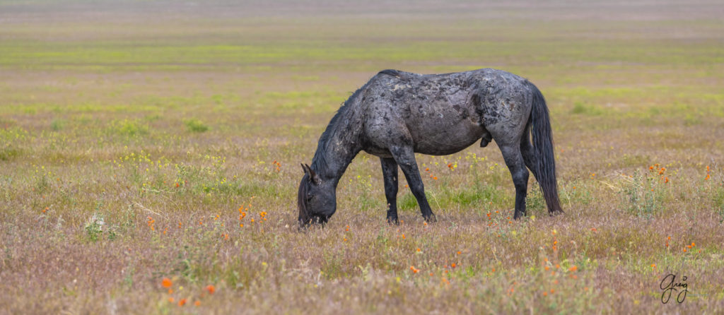 wild mustang grazing, Onaqui Wild Horse herd, photography of wild horses wild horse photographs, equine photography