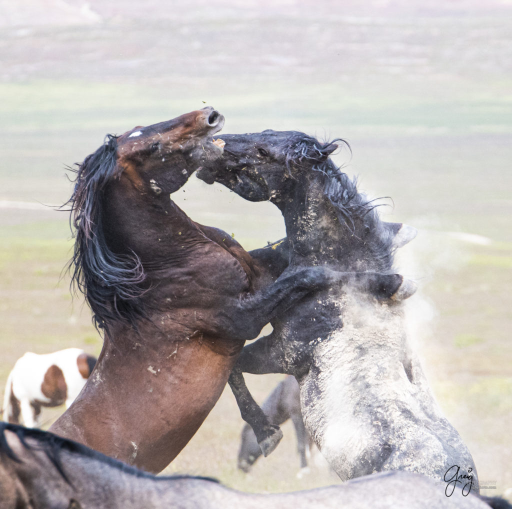 two mustangs in large fingt, Onaqui Wild Horse herd, photography of wild horses wild horse photographs, equine photography