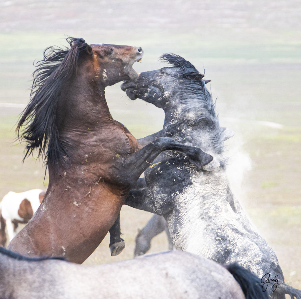 two wild mustangs fighting, Onaqui Wild Horse herd, photography of wild horses wild horse photographs, equine photography
