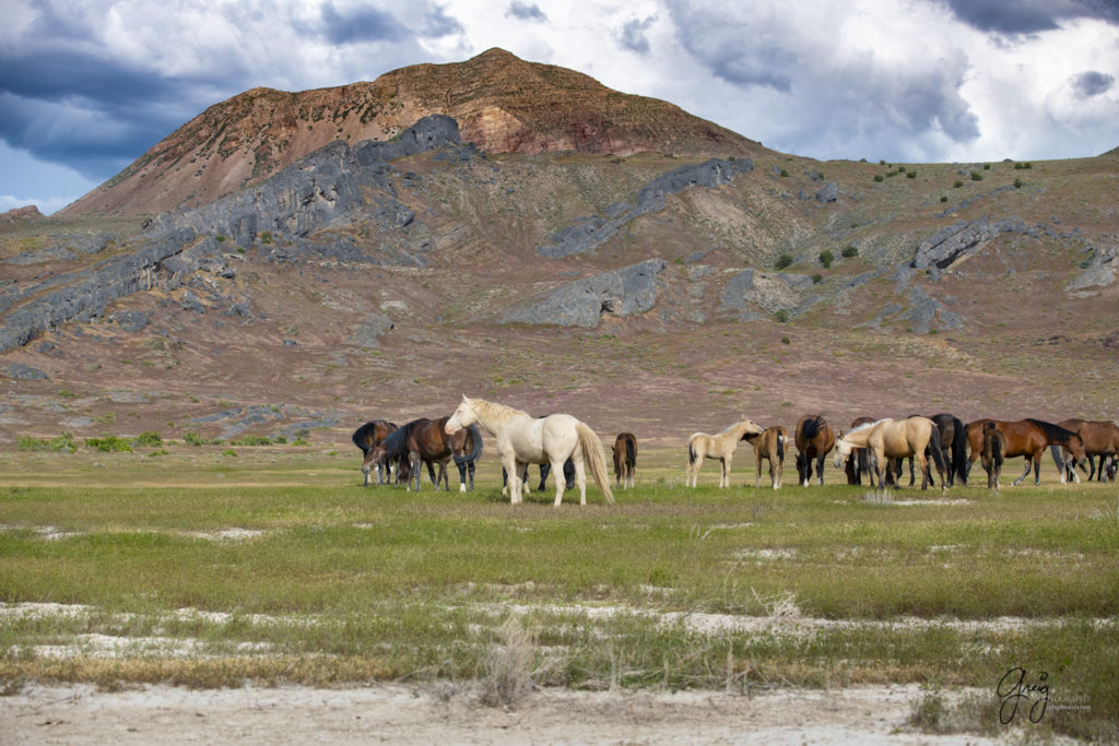 Onaqui Wild Horse herd, photography of wild horses wild horse photographs, equine photography