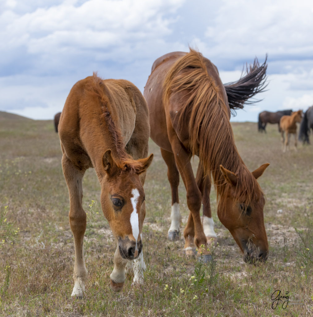 newborn wild horse faol with watchful mother, Onaqui Wild Horse herd, photography of wild horses wild horse photographs, equine photography