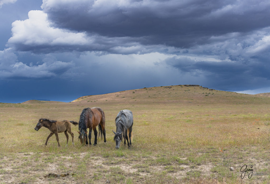 wild horse mustang with his mare and their young foal, Onaqui Wild Horse herd, photography of wild horses wild horse photographs, equine photography